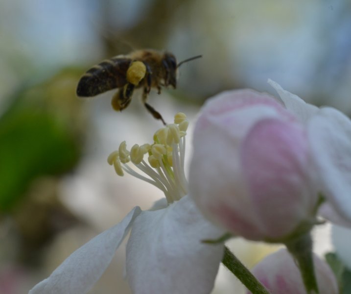 Butinage de fleurs de pommier dans mon jardin 1. Avril 2020. Philippe Vander Linden